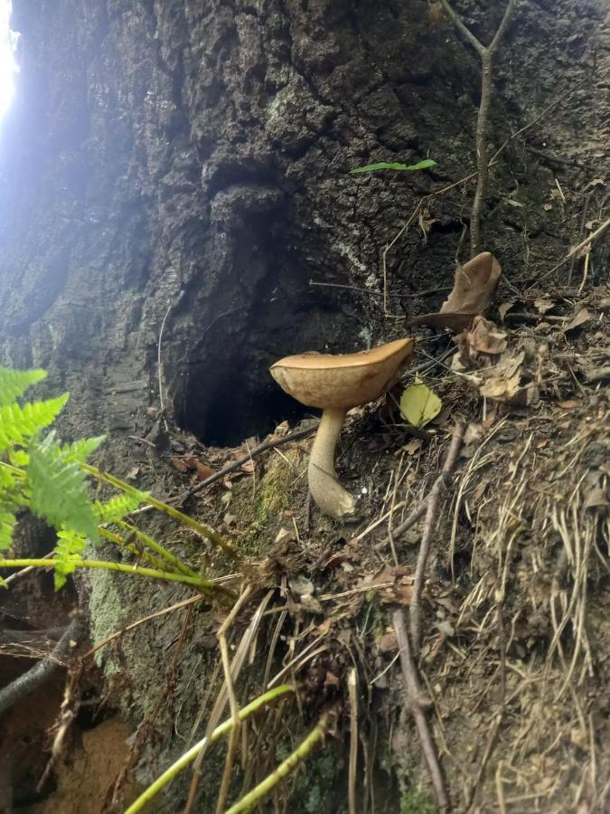 Romantyczna Chatka Pisarzowice  Eksteriør billede